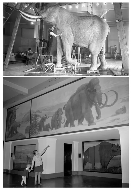 FIGURE I.4. Carl Akeley modeling an elephant in 1914 for the American Museum of Natural History's African Hall (top). In the 1920s, Charles R. Knight painted a series of 28 murals for the fossil halls of The Field Museum, bringing long-extinct beasts and more than two billion years of Earth's history to life; shown here are Knight's granddaughter Rhoda and her daughter Melissa admiring his mammoths and cave bear in 1969 (bottom). (top) Image # 34314 American Museum of Natural History Library; (bottom) © The Field Museum, #GN81615_2.