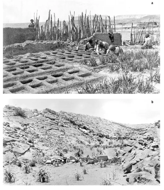 FIGURE 1.3. Gardens such as these are among the many ingenious techniques Native southwestern peoples use to conserve moisture for agriculture. (a) Waffle garden, Zuni Pueblo, New Mexico. (Photo by Jesse Nusbaum, ca. 1910. Courtesy of the Museum of New Mexico). (b) Hopi garden with check dams, planted in corn. (1931 photo, Courtesy of the University of Colorado Museum of Natural History)