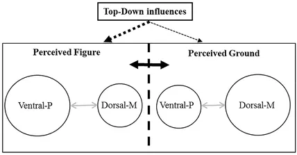 FIGURE 1.1 Figure-ground perception and the spatio-temporal frequency and chromatic response. Figure-ground perception based on antagonistic dorsal-M & ventral-P stream interactions in the visual system. The perception of a region as figure involves top-down (dashed arrows) and bottom-up influences (circles). Antagonism across the boundary (black double arrow) separating two regions (vertical dashed line) occurs with ventral-P dominant figure and dorsal-M dominant ground signals generated from antagonistic dorsal-M & ventral-P stream interactions (gray arrows) within those regions.