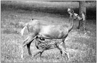 Figure 1.1
A whitetail deer providing milk for her fawn. It is one of the 12,000 known species of mammals, animals that produce milk for the nourishment of their young. Deer’s milk contains 6 percent fat, 8 percent protein and 4.5 percent lactose. It is about twice as rich as cow’s milk in fat and protein and about the same in lactose content. Photo courtesy of Don Wagner and Stacie Bird, The Pennsylvania State University.