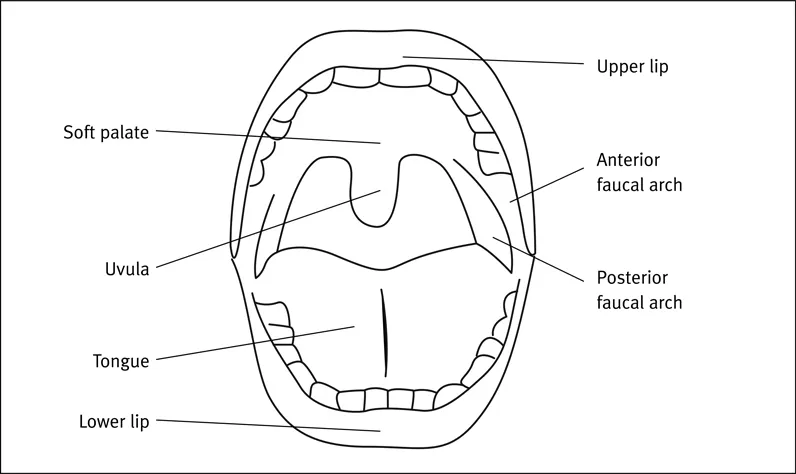 Figure 1.2 Anterior and posterior faucal arches