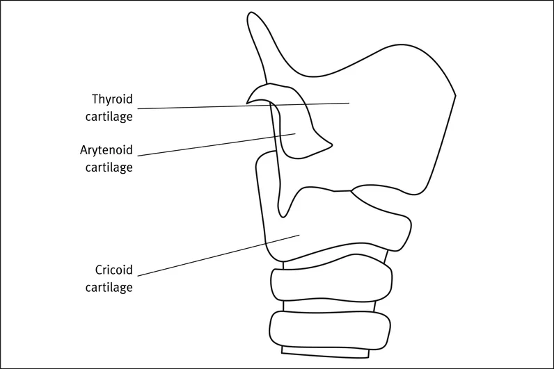 Figure 1.3 The laryngeal cartilages