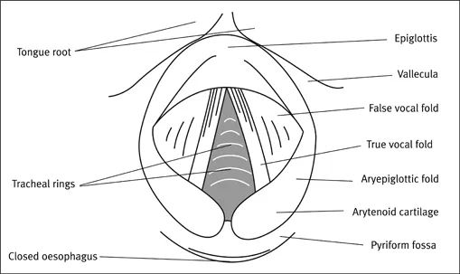 Figure 1.4 Interior of larynx