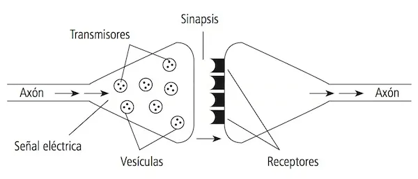 La transmisión nerviosa