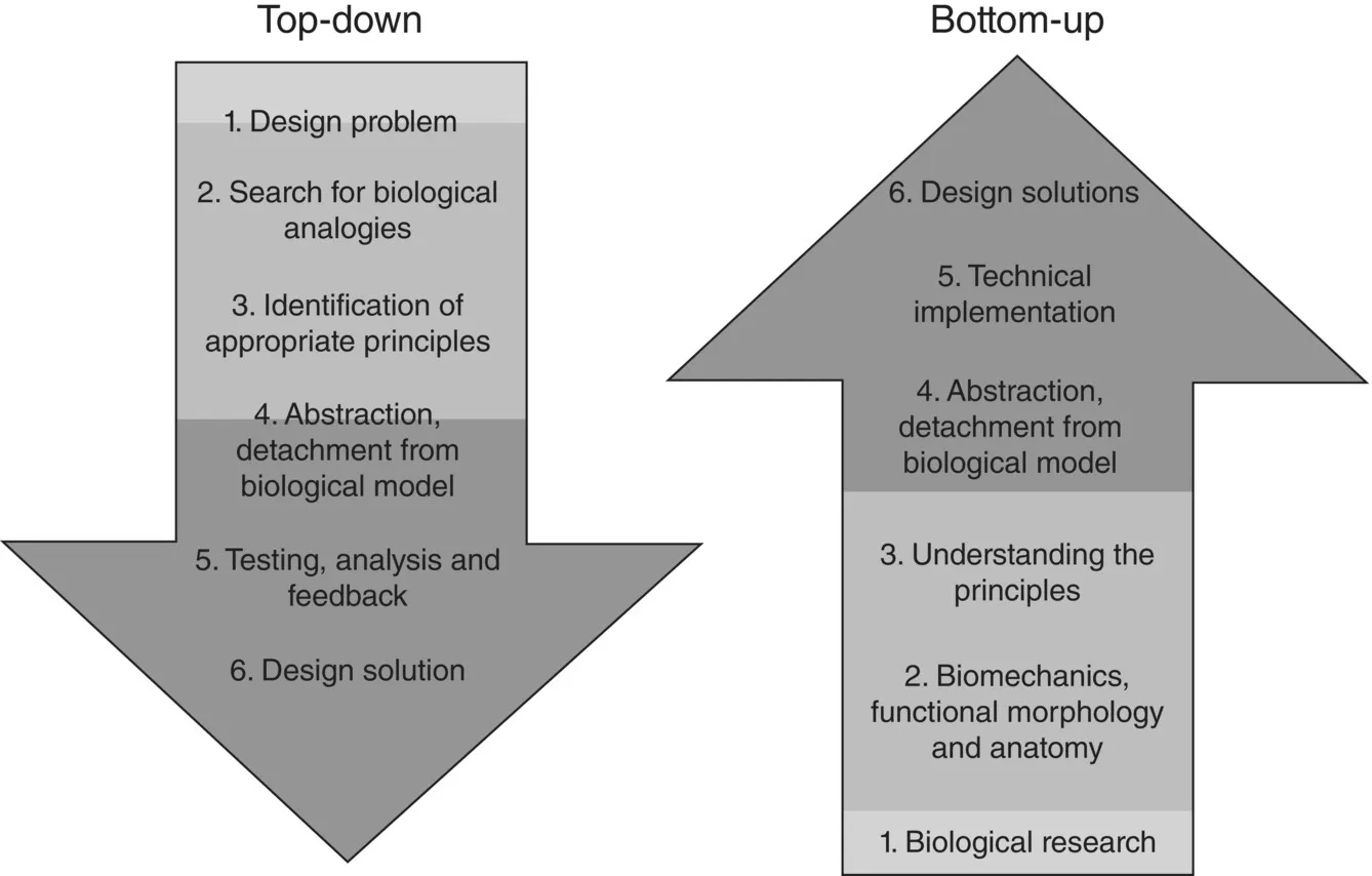 Diagram depicting the top-down approach starting from “design problem” leading to “design solution” and the bottom-up approach starting from “biological research” leading to “design solutions.”