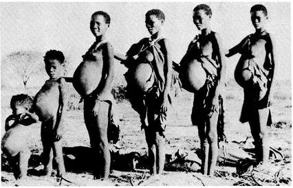 Bushmen: pregnant women and malnourished children. This photograph, taken in the 1930s, has appeared in books and newspapers with misleading captions, such as: "Bushmen after a raw meat feast"; "They have filled themselves with locusts, exactly as did their ancestors, the 'wild Bosjes'"Bushmen after a feast." Source: Windhoek Observer, July 24, 1982. (Photo courtesy of Windhoek Observer)