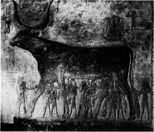 6. The sky-goddess Nut in the form of the Divine Cow, supported by the god of the air, Shou. Relief from the tomb of Sethos I, 19th Dynasty (Hirmer).
