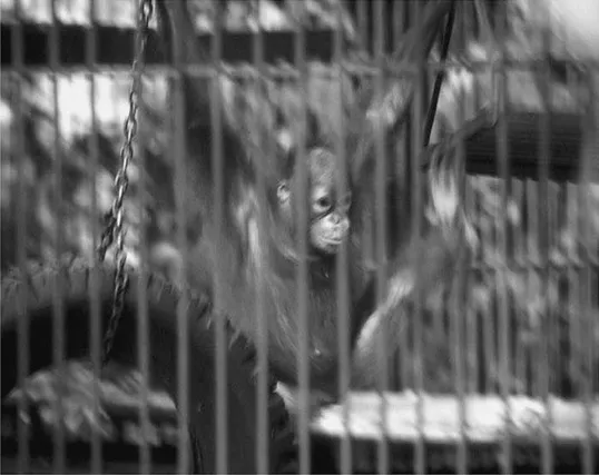 Photo 1.1 An orangutan in a rehabilitation enclosure in Balikpapan in Indonesia on the island of Borneo. Many of these orangutans were kept as pets when small, but became too strong to keep as adults. Rehabilitation centres work to prepare them to live in the wild. Most of these centres are open to tourists who help fund their efforts through entrance fees and longer-term donation programmes. (Photo by Alan A. Lew)