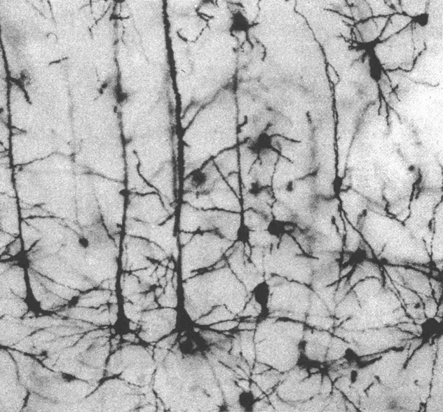 Figure 1.1 Cross-section of brain tissue showing neutonal network.