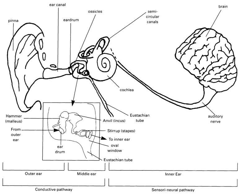 Figure 1.1 The complete hearing system (after Tate 1994)