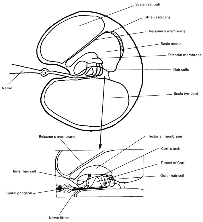 Figure 1.2 Cross-section of the cochlea (after Tate 1994)