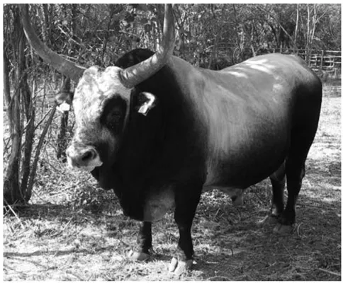 Figure 1.1 A bull of the Maremman Bos taurus. I. Wiman.