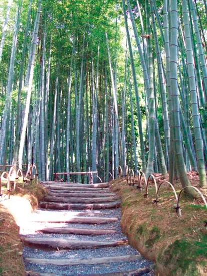 Figure 1.1 Bamboo forest, Kyoto, Japan.