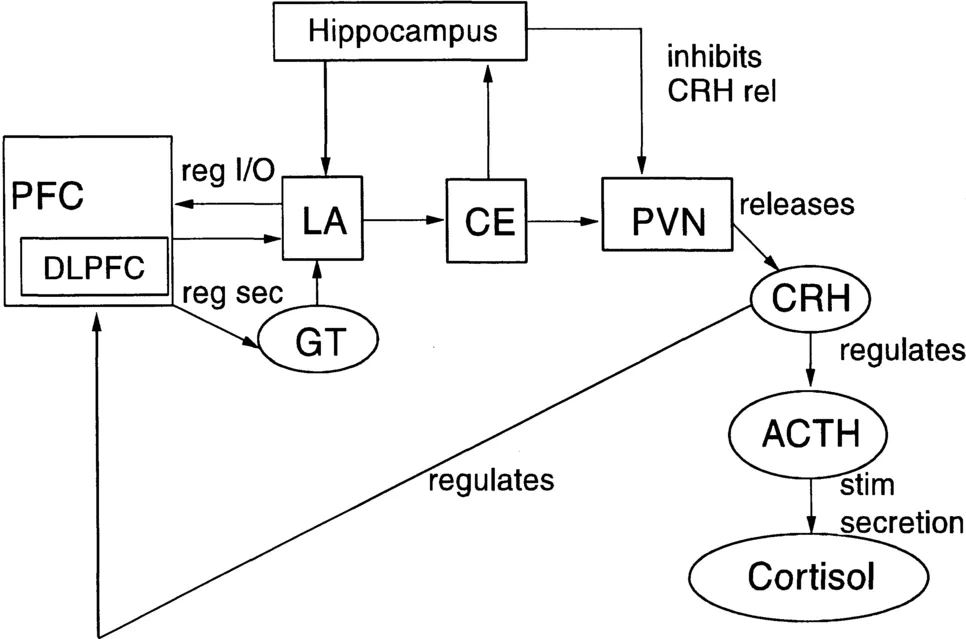 Brain structures appear in boxes; neurochemicals in ellipses.