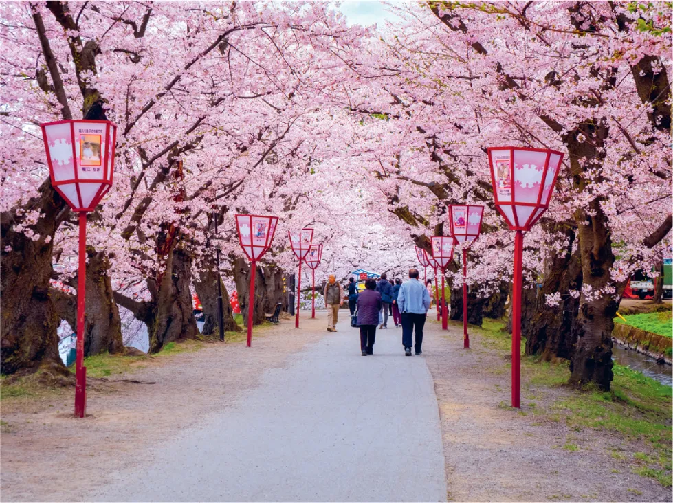 Photo of people walking down an avenue of cherry trees in blossom