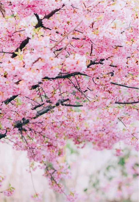 Photo of a cherry tree in blossom