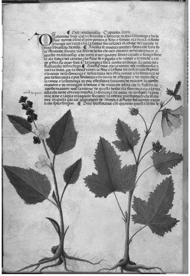 Figure 1.1 Malbavisco (Althaea officinalis L. and Lavatera thuringiaca L., genera of marshmallow)