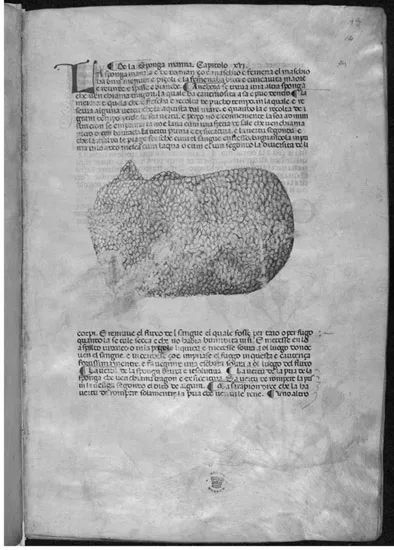 Figure 1.2 Sponga marina (Euspongia officinalis L., marine sponge)