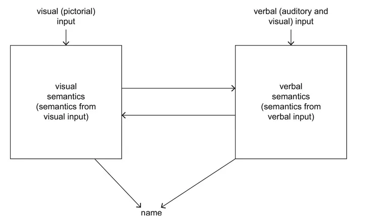 Figure 1.1 The input account of the distinction between visual and verbal semantics.