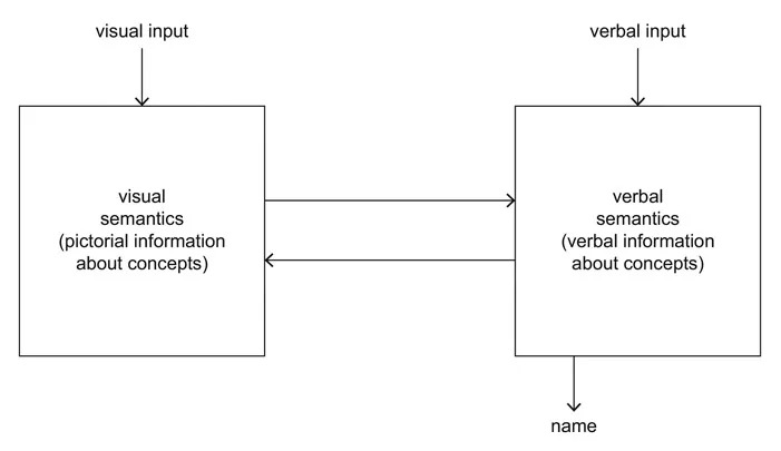 Figure 1.2 The representation account of the distinction between visual and verbal semantics.