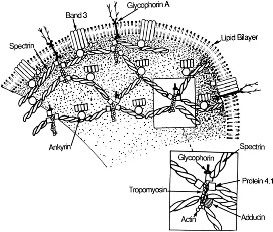 Figure 1 Schematic model for organization of proteins in the human erythrocyte membrane.