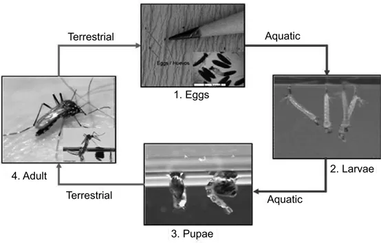 Figure 1.1 Stages of Aedes mosquito. Figure taken from www.cdc.gov/dengue/entomologyecology/m_lifecycle.html#stages.