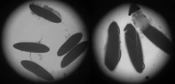 Figure 1.4 Eggs of Aedes mosquitoes as observed under a light microscope (10× magnification).