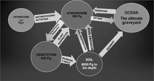 Global carbon dynamics in the different sinks of the terrestial ecosystem, associated with different chemical and biochemical processes.