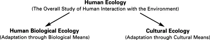 FIGURE 1.1 The general relationship of the subdivisions within human ecology.