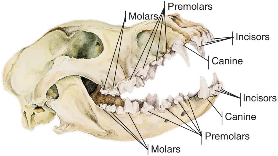 Photo depicts canine skull describing permanent dentition.