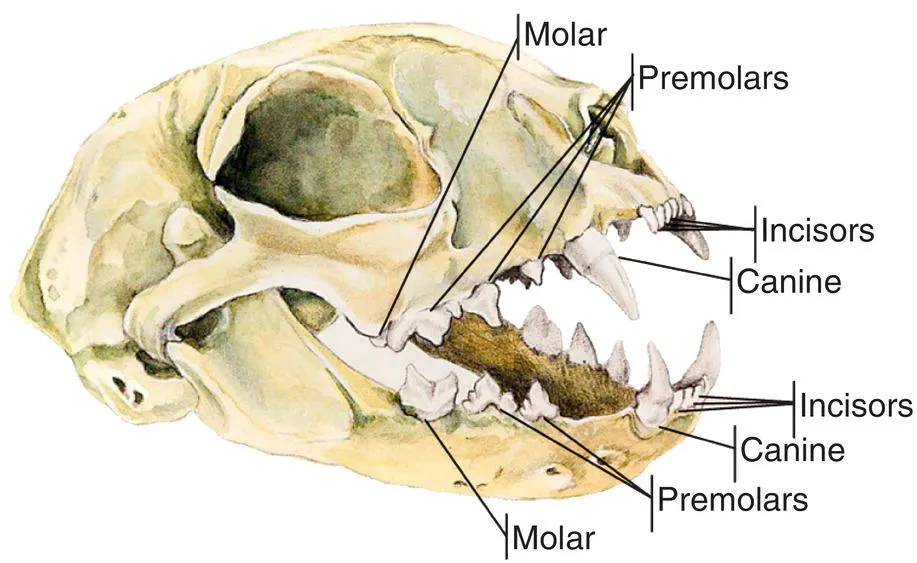 Photo depicts feline skull describing permanent dentition.