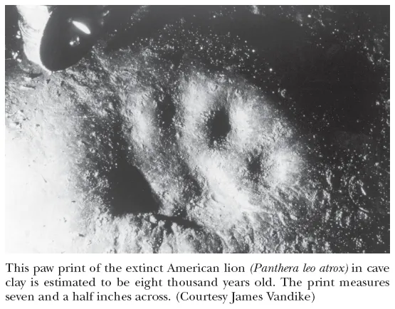 Image: This paw print of the extinct American lion (Panthera leo atrox) in cave clay is estimated to be eight thousand years old. The print measures seven and a half inches across. (Courtesy James Vandike)