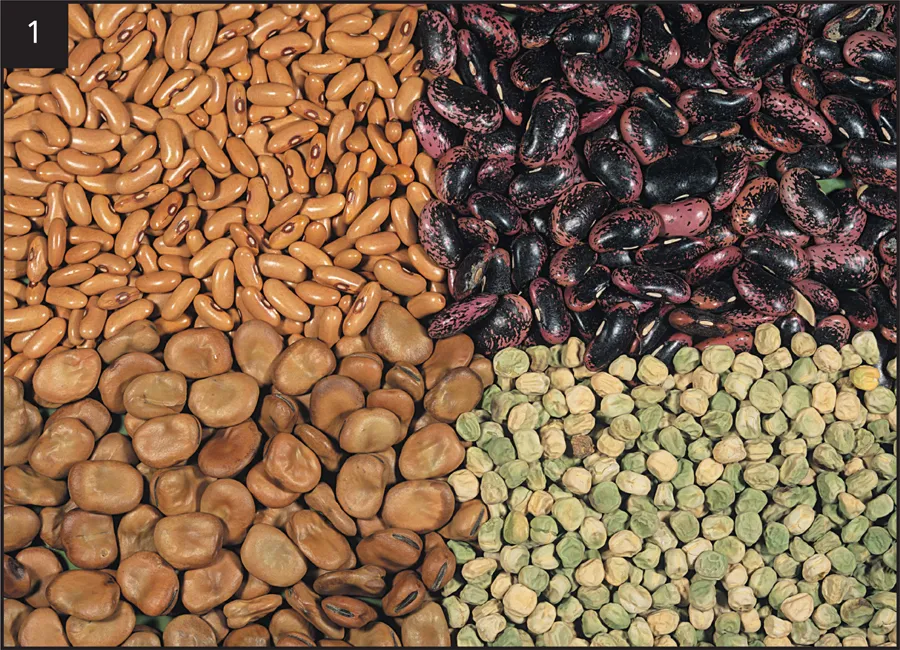 [PDF] Pests, Diseases and Disorders of Peas and Beans by Anthony J