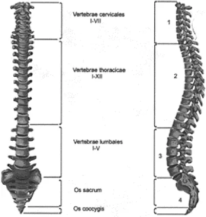 Figure1.3