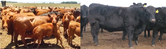 FIGURE 1.1 Left: Angus suckled beef cows and their calves at the beginning of spring breeding season (BS). Body condition score (BCS; scale 1:9) of cows in the image are among 5 to 6. Different strategies of managements, not only in cows but also in calves, can be done to enhance reproductive performance during BS. Right: 2-year old Angus beef heifers ready for breeding season. Heifers must attain at least 60% of mature body weight to be satisfactory for a breeding program.