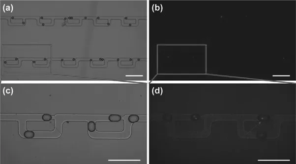 Figure 1.2 (a, c) Bright-field images of cells in the device. (b, d) Fluorescence images of cells trapped in the device. Reprinted from Ref. [19]. © IOP Publishing. Reproduced with permission. All rights reserved.