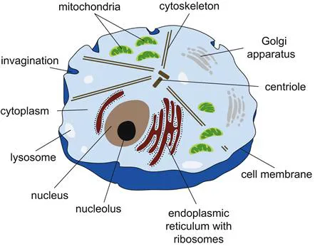 PDF] Stem Cells by Christine L. Mummery eBook | Perlego