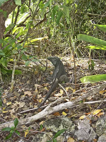 B9781437735161100019/f01-01-9781437735161.webp is missing