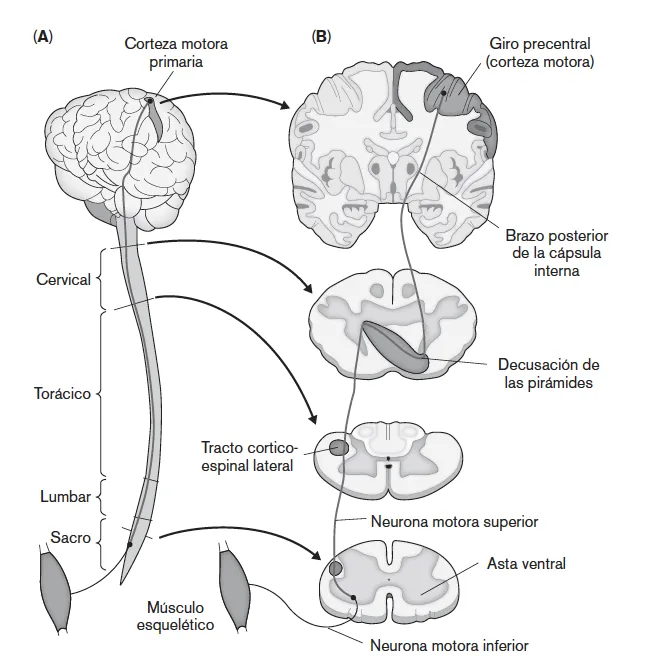 Figura 3. Trayectoria del tracto corticoespinal desde la corteza motora hasta los músculos.