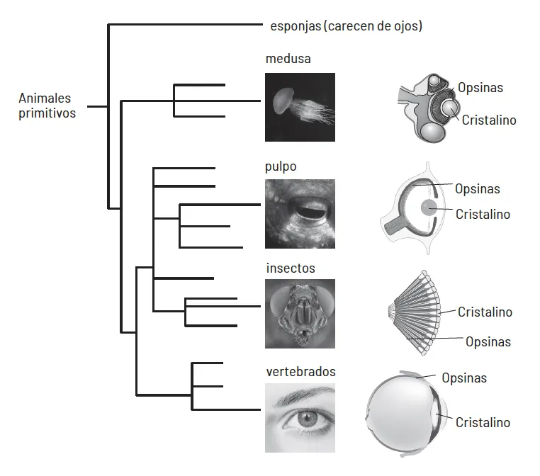 Distintos tipos de ojos en medusas, pulpos, insectos y humanos —vertebrados, en general—.