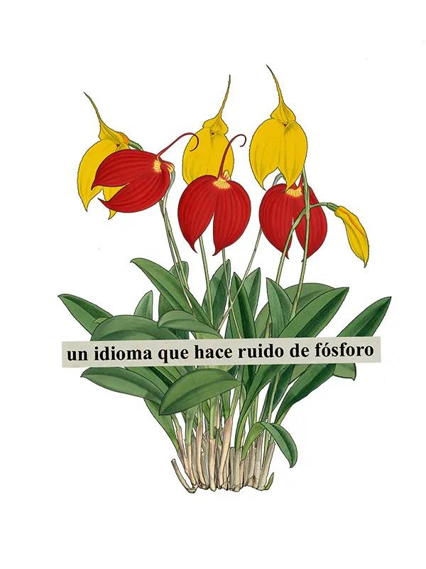 FLORES