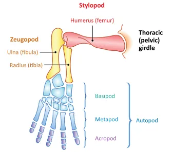 Schematic illustration of the chiridial limb which is the general structure of a tetrapods limb.