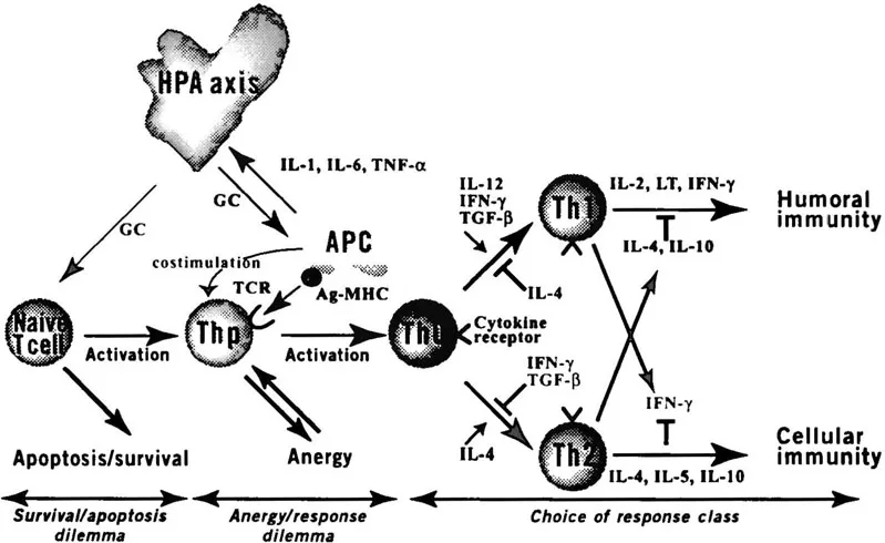 Figure 1 Schematic representation of the immune system showing the different levels of possible immune modulation. Naive peripheral T cells can be activated either to differentiate into a T helper precursor or to undergo programmed cell death (apoptosis). Moreover, activation by antigen presenting cells does not imply productive responses by the T cell. Depending on the simultanous provision of costimuli, the T cell can become anergic or respond in a productive fashion. At a given point, CD4+ T cells “decide” between at least two options, namely, to acquire a Th1 or a Th2 phenotype. This decision process is determined by the type of costimuli provided by APCs as well as the dominant cytokine profile in the environment of the T cell. Th1 and Th2 cells are mutually antagonistic. Thus, for example, Th1 cytokines (especially IFN-γ) favor the differentiation from the Th0 to the Th1 phenotype but inhibit that of Th0 to Th2 cells. In contrast, the Th2 product IL-4 has an opposite effect. It would be an oversimplification to assume that T cells are sequentially exposed to the survival/apoptosis, anergy/response, and class of response dilemmas. Instead, it is conceivable that T cells can be induced to undergo apoptosis or to enter a state of anergy at any differentiation stage. In the upper part of the figure, one particular type of neuroendocrine immune control is depicted. APC can produce inflammatory cytokines (IL-1, IL-6, TNF) that will cause an endocrine arousal reaction and ultimately an increase in adrenal glucocorticoid release. Glucocorticoids then function as endogenous immunosuppressors and exert multiple inhibitory effects, at the levels of both the APC and the T cell. APC, antigen presenting cell; GC, glucocorticoids; HPA axis, hypothalamic-pituitary-adrenal axis; IFN-γ, interferon-γ; IL, interleukin; Thp, CD4+ T helper precursor lymphocyte; TGF-β, transforming growth factor β; TNF, tumor necrosis factor.