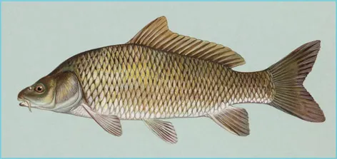 Figure 1.1 Common carp, the first and most widely cultured fish in the world.