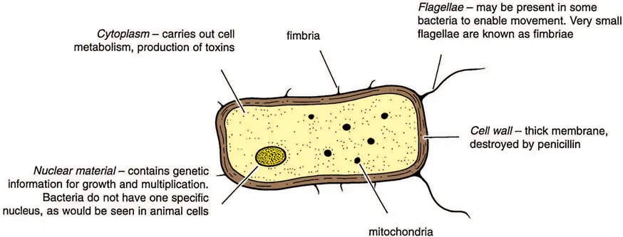 Figure 1.1 A typical bacterial cell. Even the largest bacteria (e.g. anthrax) are only 0.005 mm long. They multiply by dividing into two, and under favourable conditions this may occur every 30 minutes, so that one bacterium could produce 17 million offspring in 12 hours!