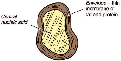 Figure 1.2 A virus particle. A virus is very much smaller than a bacterium. It uses the processes of metabolism within the animal cell for its own multiplication and growth, and as such it cannot live a separate existence away from the animal. This is very different from bacteria.