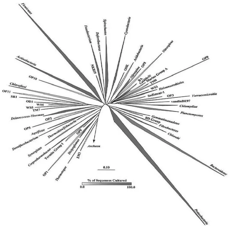 Fig. 1.1. Phylogenetic tree of Bacteria showing established phyla (italicized Latin names) and candidate phyla. The vertex angle of each wedge indicates the relative abundance of sequences in each phylum; the length of each side of the wedge indicates the range of branching depth found in that phylum; the redness of each wedge corresponds to the proportion of sequences in that phylum obtained from cultured representatives. Candidate phyla do not contain any cultured members.