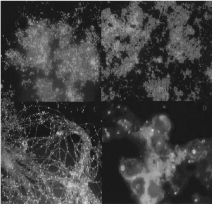 Fig. 1.2. Phylogenetic stains. Fluorescent in situ hybridization biofilm samples from Iron Mountain Mine, Calif. Nucleic acid probes were labeled with indodicarbocyanine, and DNA was stained nonspecifically with 4_,6_-diamidino-2-phenylindole. The nucleic acid probes are specific for (top left) Sulfobacillus spp., (top right) Archaea, (bottom left) Archaea on fungal filaments, and (bottom right) Eukarya.(Courtesy:Baker et al., 2003)