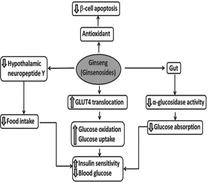 FIGURE 1.1 Mode of activity of ginseng to enhance glucose metabolism.