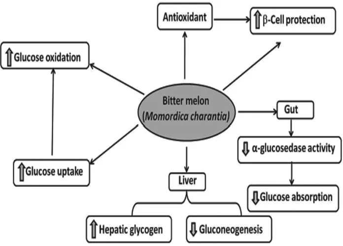 FIGURE 1.2 Diagrammatic pathway of bitter melon to reduce blood glucose.